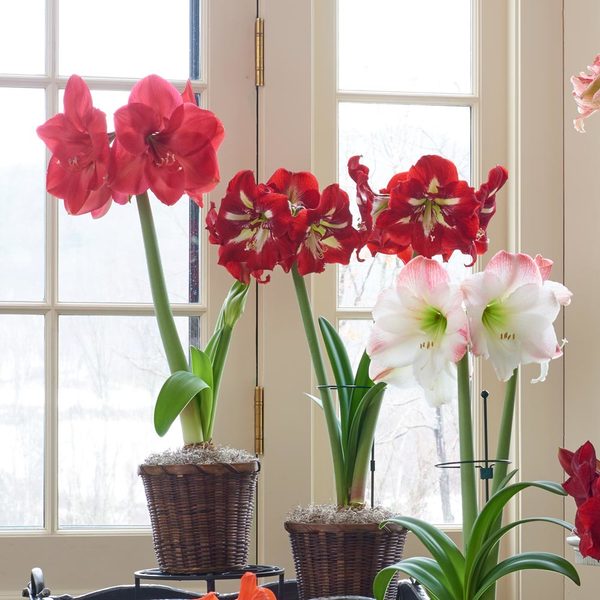 Amaryllis Trio White Flower Farm