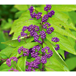  Callicarpa dichotoma 'Early Amethyst'