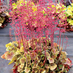  Heuchera Northern Exposure™ Sienna