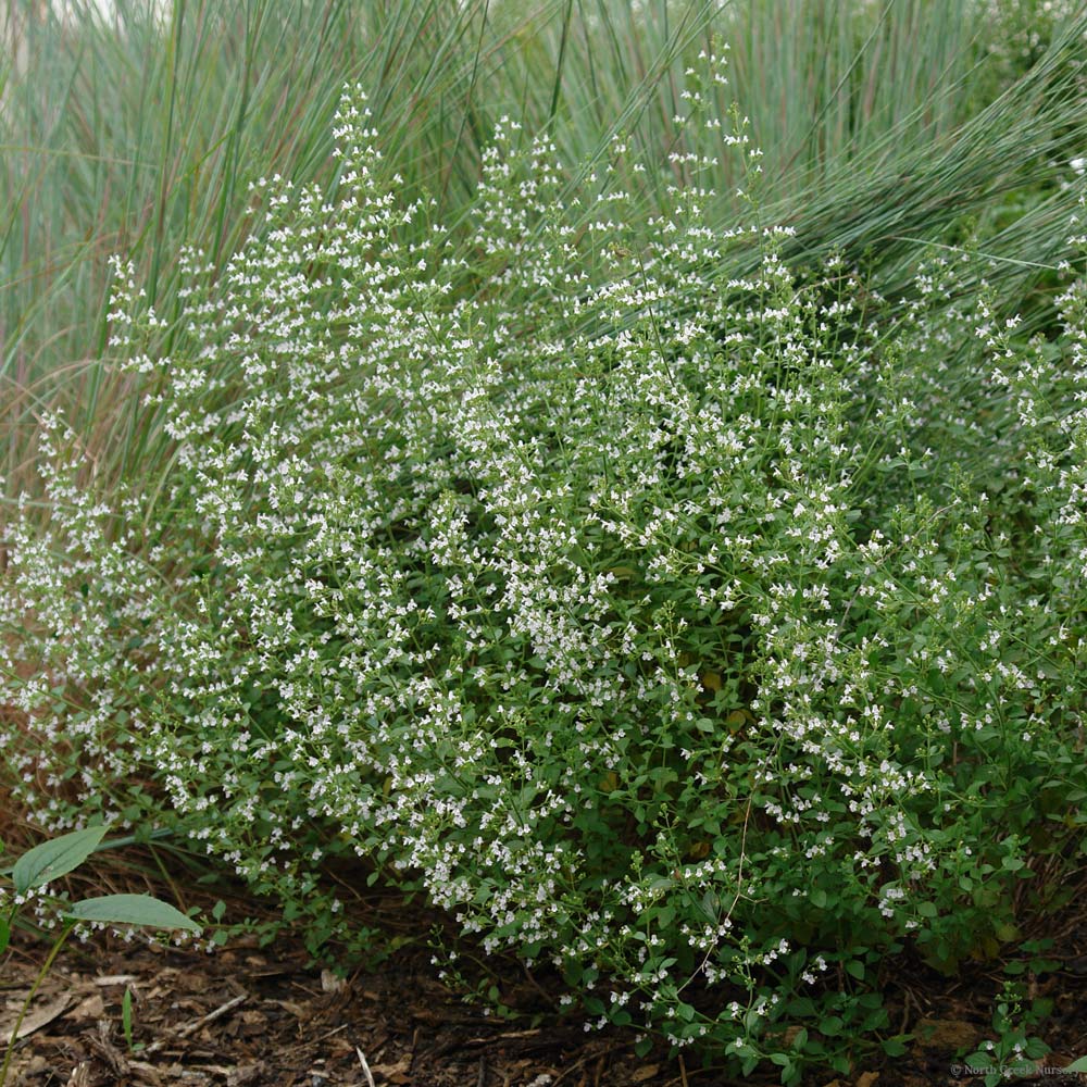 Calamintha 'White Cloud'