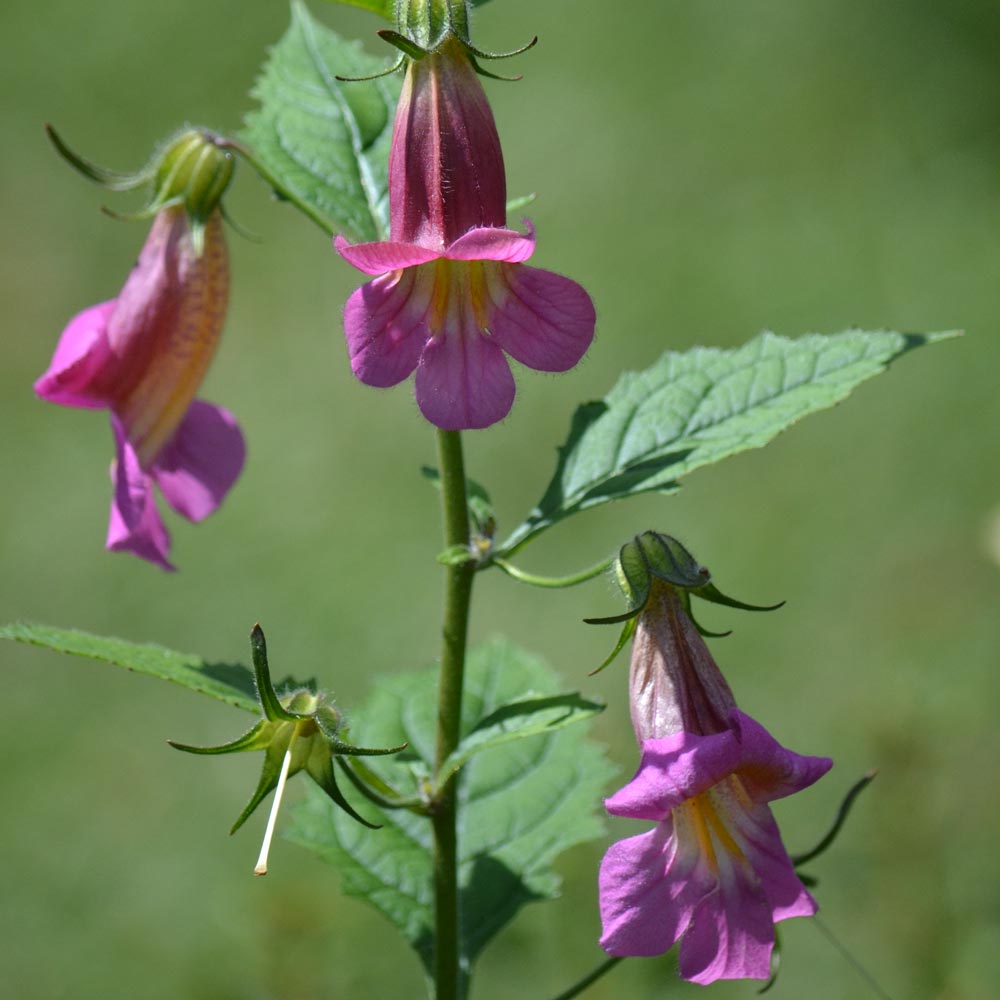 Rehmannia elata