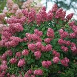  Hydrangea paniculata Fire Light®