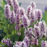  Stachys 'Summer Crush'