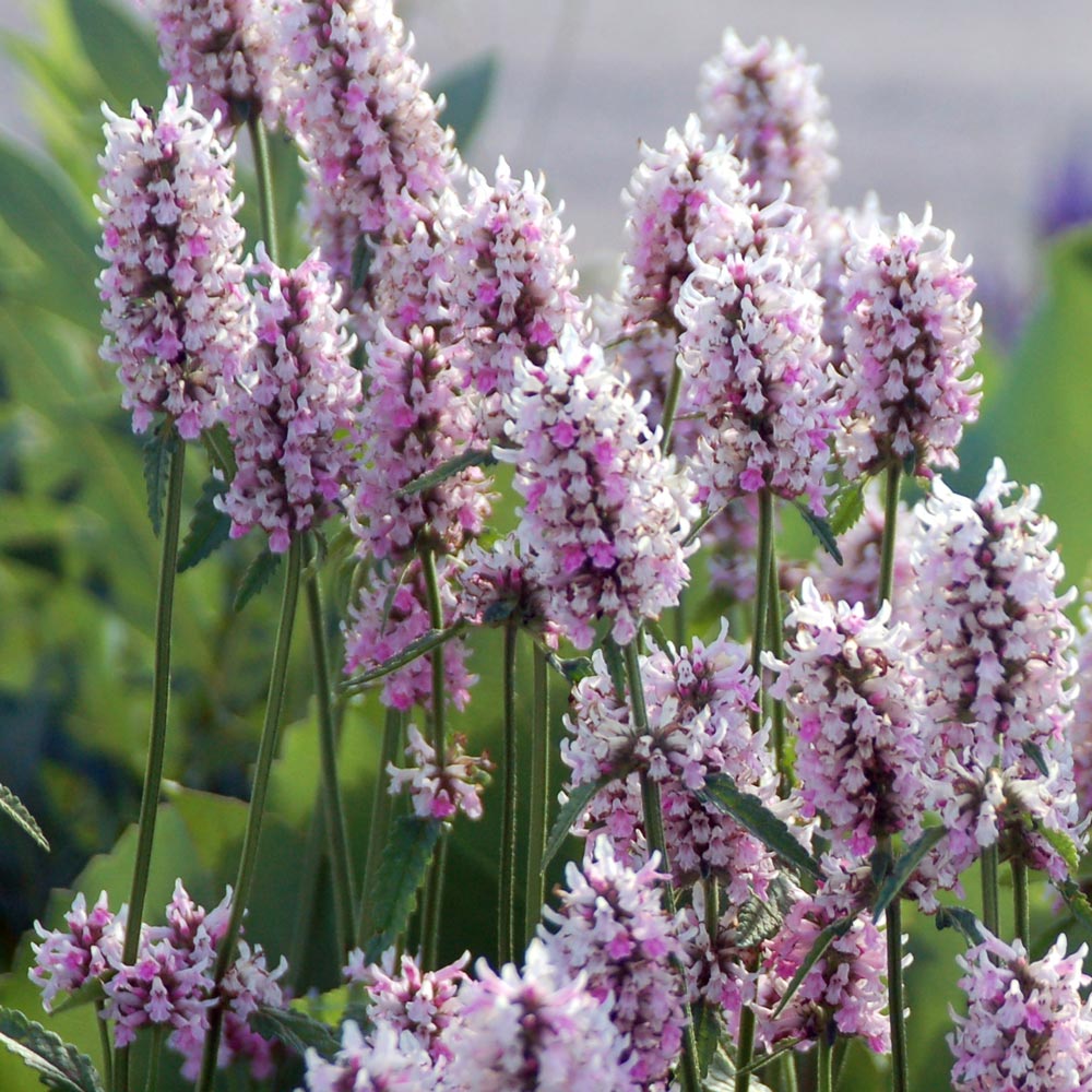 Stachys 'Summer Crush'