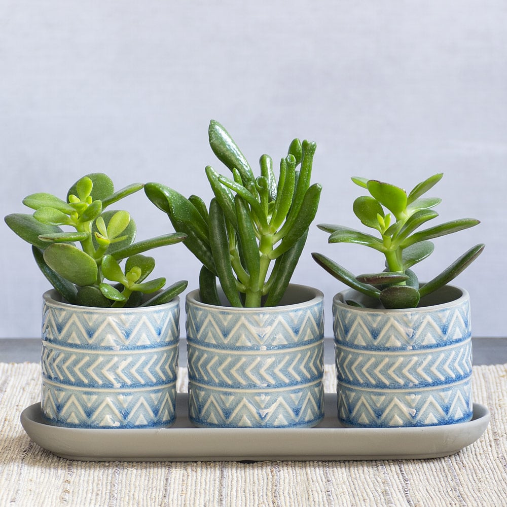 Lucky Jade Succulent Trio in ceramic pots with tray