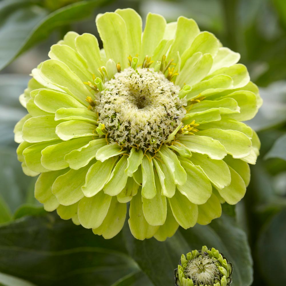 Zinnia elegans 'Queen Lime'