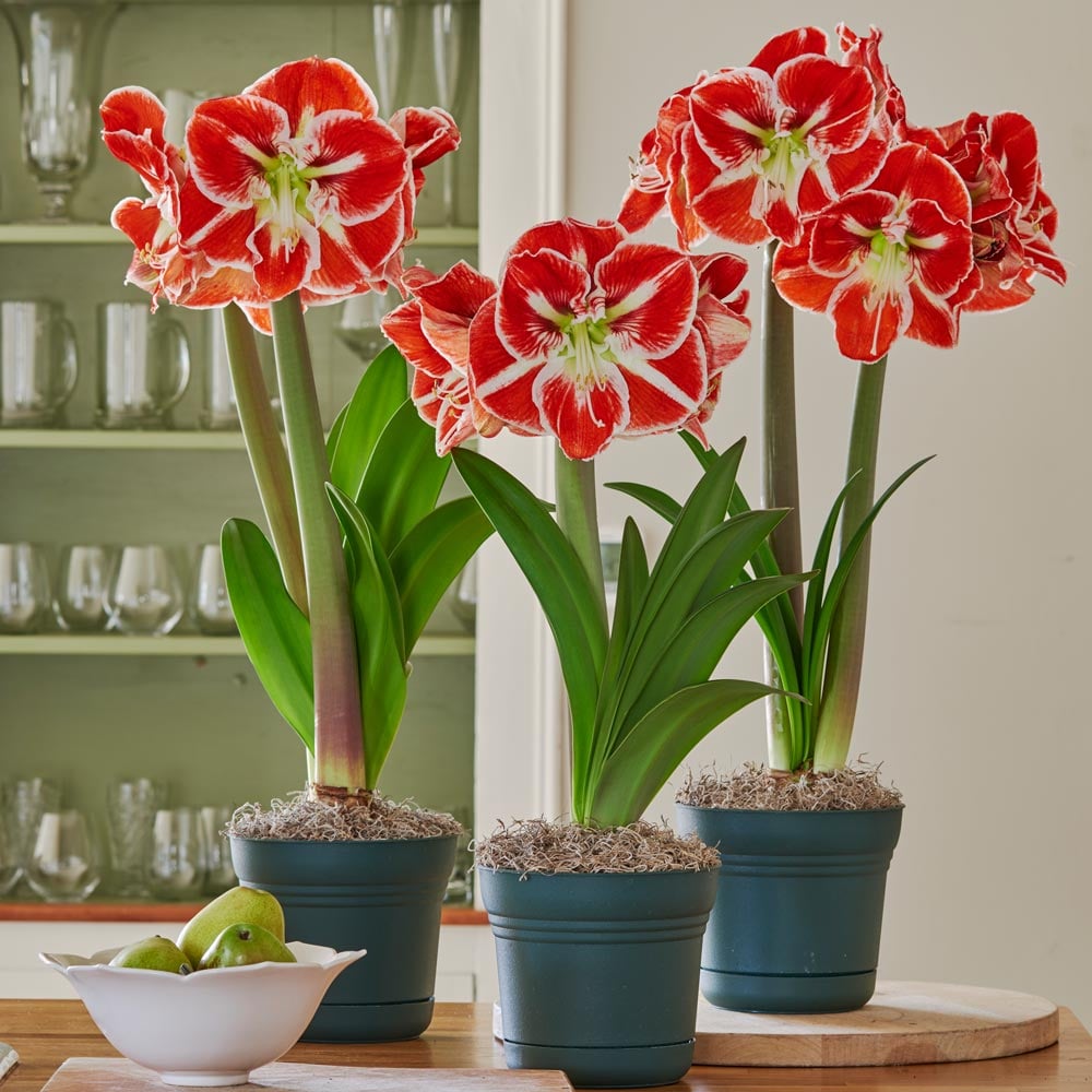 Bicolor Amaryllis to 3 Different Addresses - Standard Shipping Included