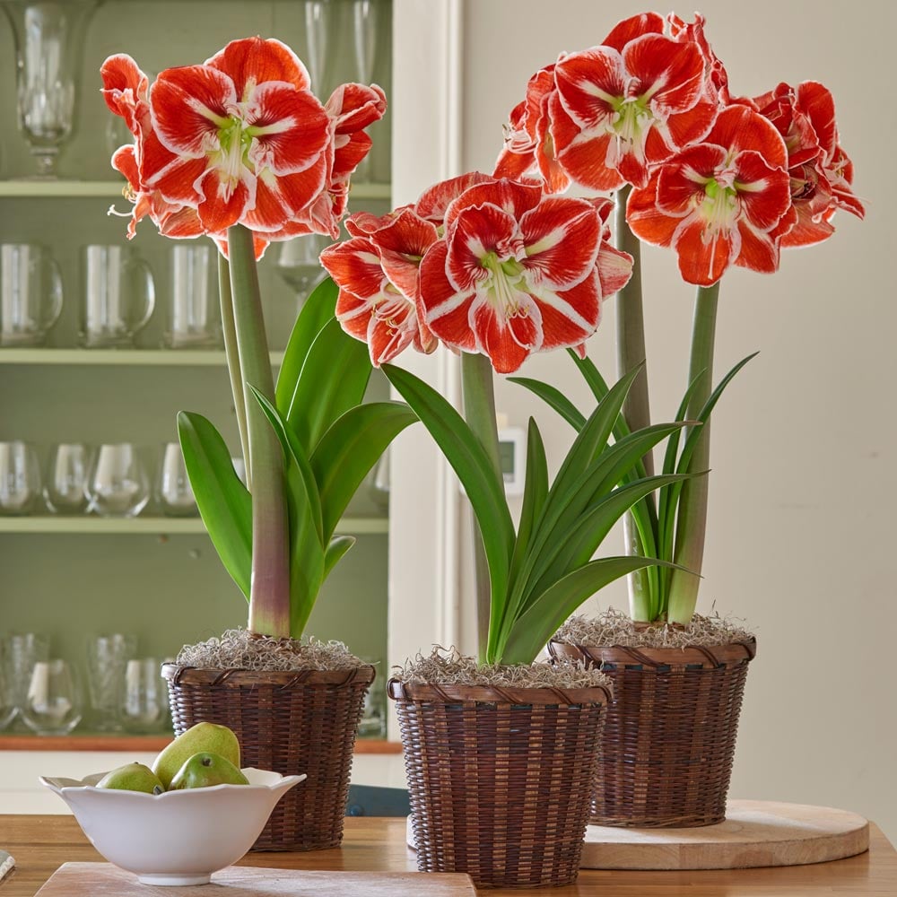Bicolor Amaryllis to 3 Different Addresses - Standard Shipping Included