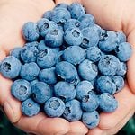  Bounty of Blueberries Trio