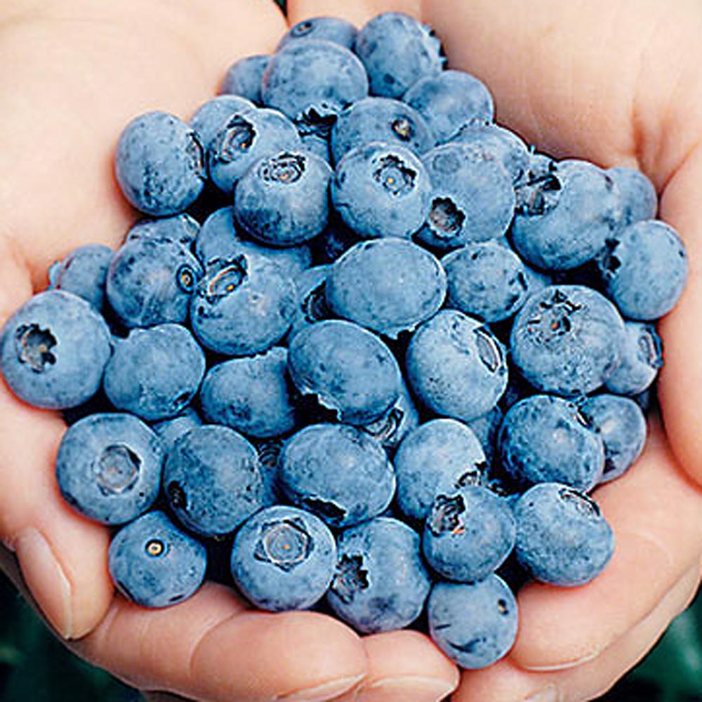 Bounty of Blueberries Trio