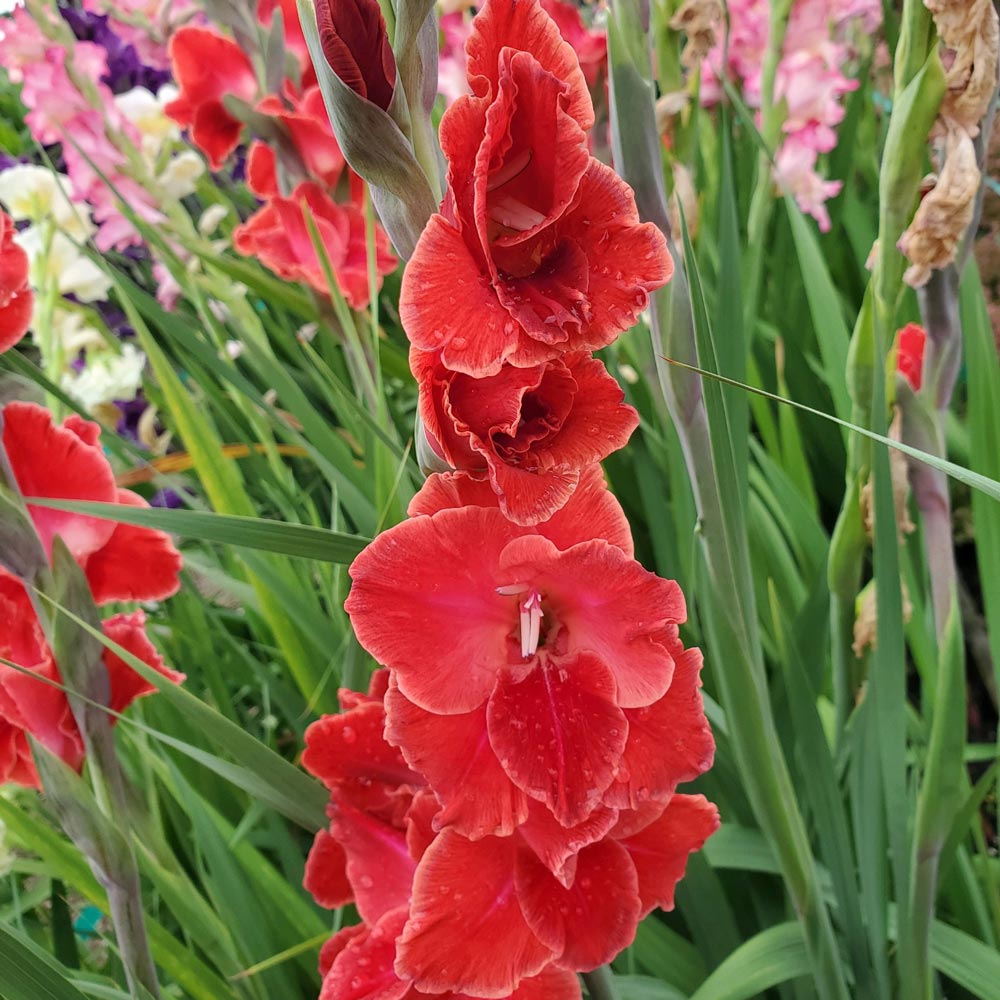 Gladiolus 'Aftershock'