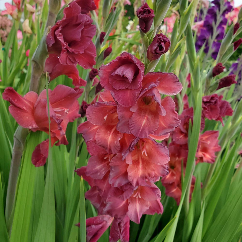 Gladiolus 'Chocolate'