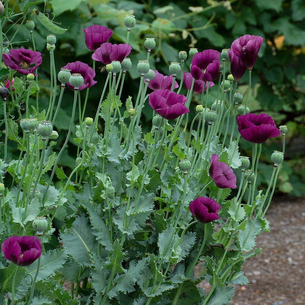 Papaver somniferum 'Lauren's Grape'