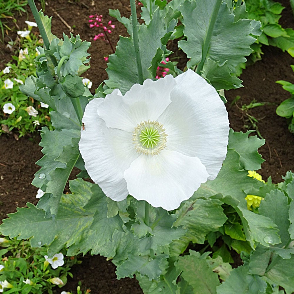 Papaver somniferum 'Sissinghurst White'