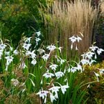  Gladiolus murielae