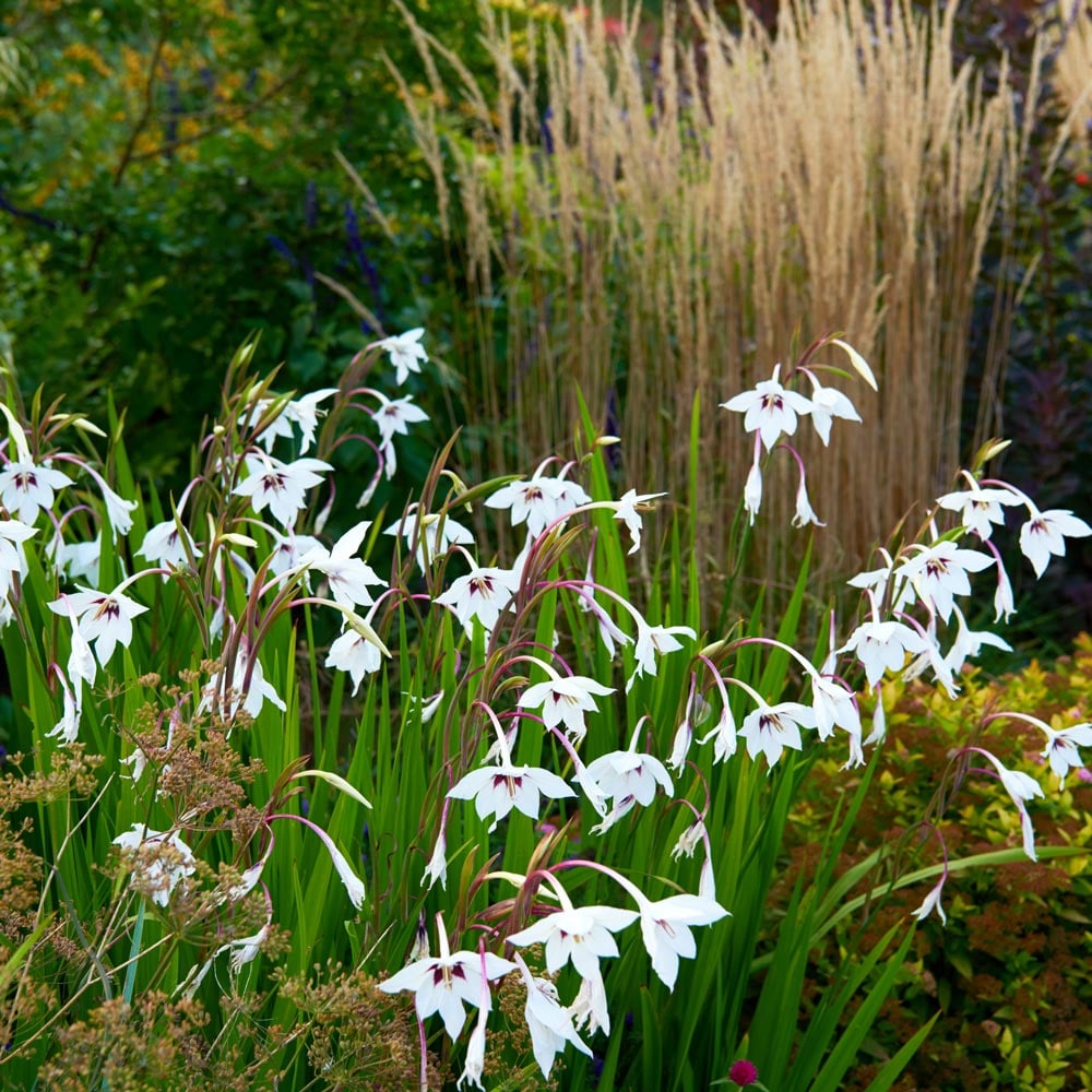 Gladiolus murielae hotsell