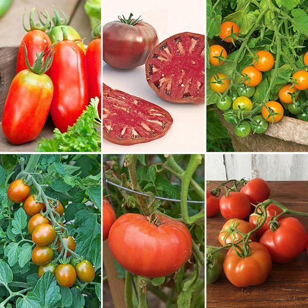 Staff Favorites Tomato Collection 6 plants White Flower Farm