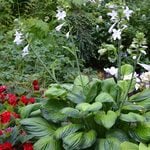  Hosta 'Guacamole'