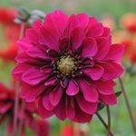  Dahlia 'Purple Haze'