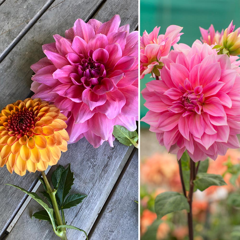 Bear Creek Dahlia Heirloom Collection White Flower Farm