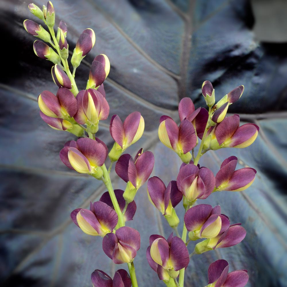 Baptisia 'Grape Taffy'