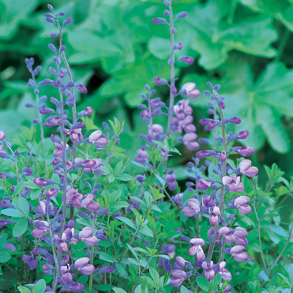 Baptisia 'Purple Smoke'