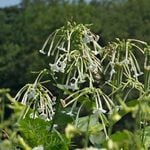  Nicotiana sylvestris 'Only the Lonely'