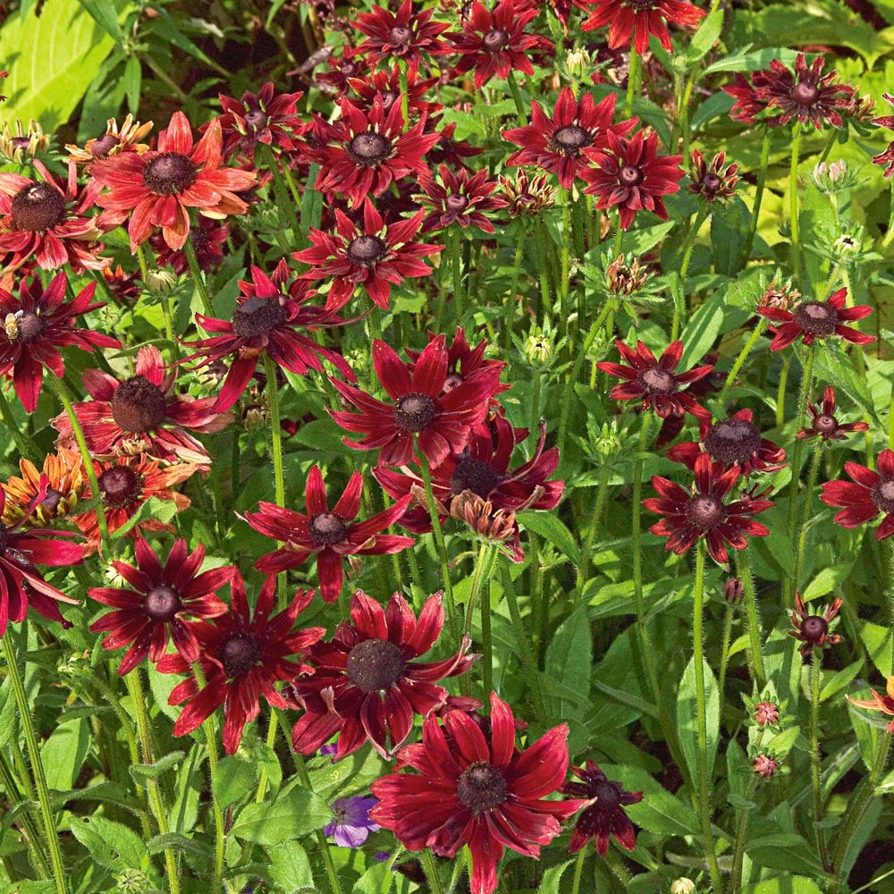 Rudbeckia hirta 'Cherry Brandy'