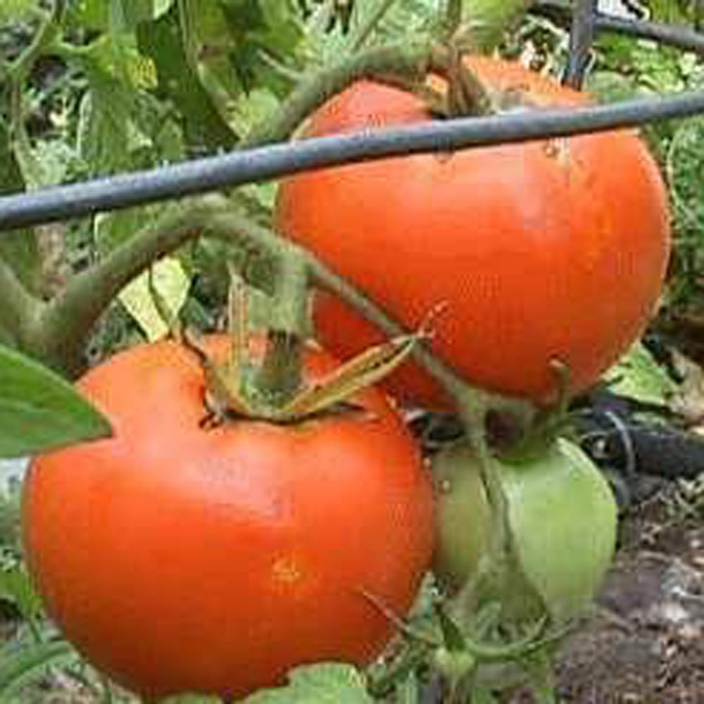 Tomato 'Nebraska Wedding'