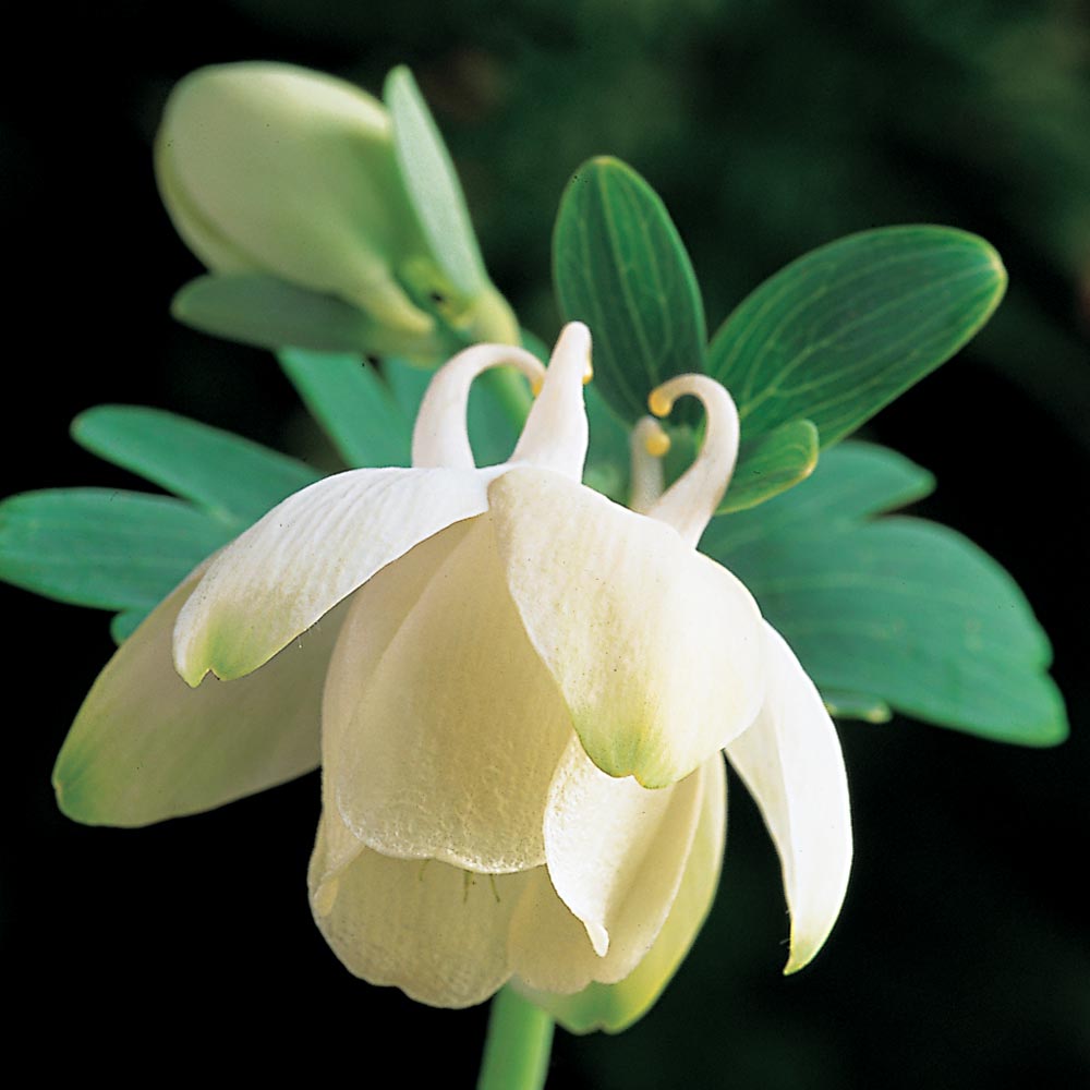 Aquilegia flabellata var. pumila f. alba