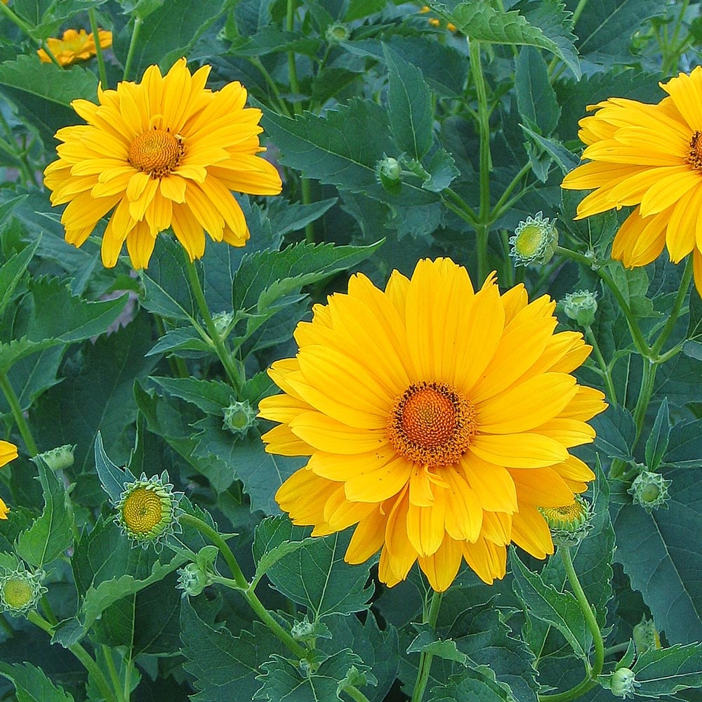 Heliopsis helianthoides var. scabra 'Venus'