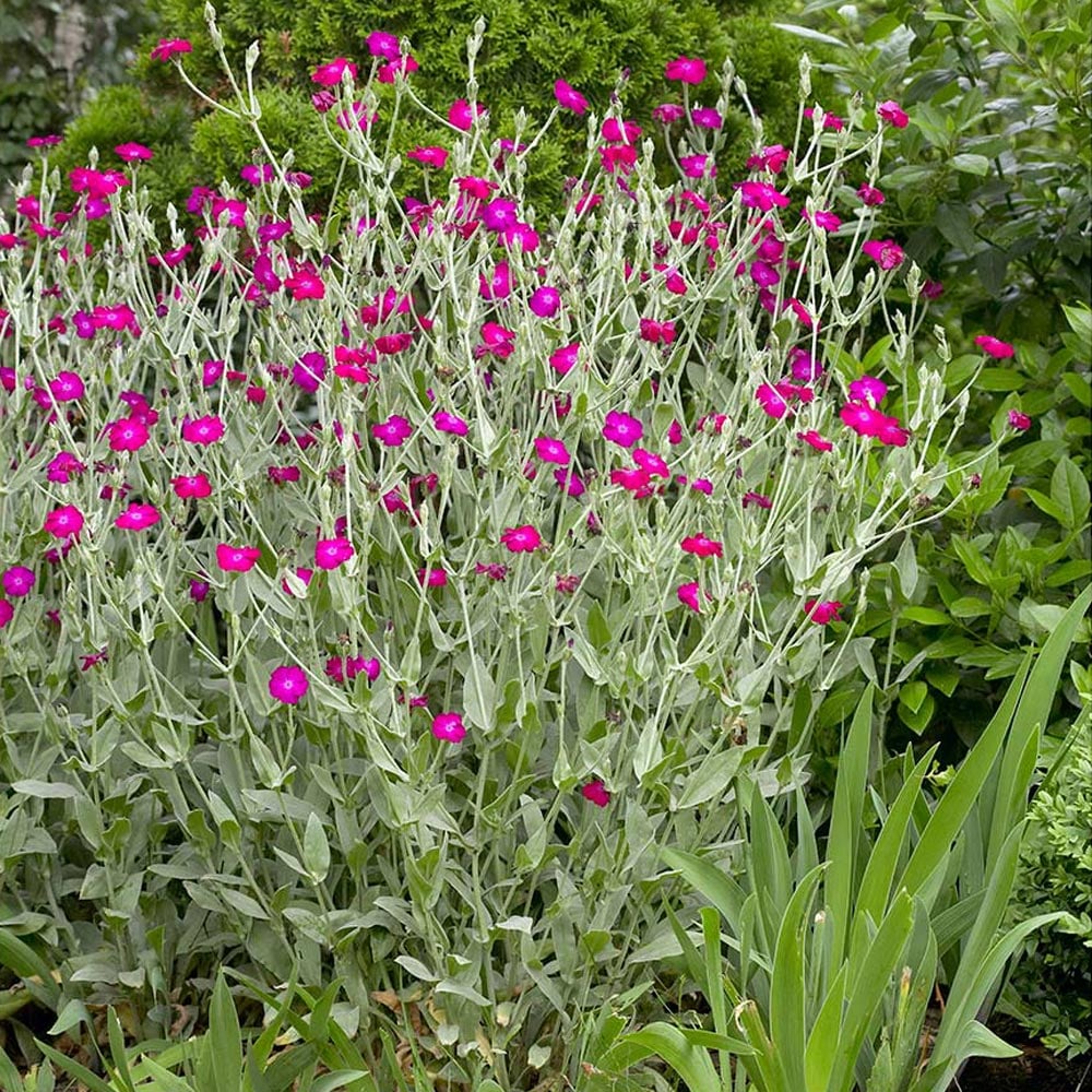 Lychnis coronaria