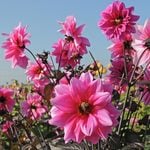  Dahlia 'Fascination'