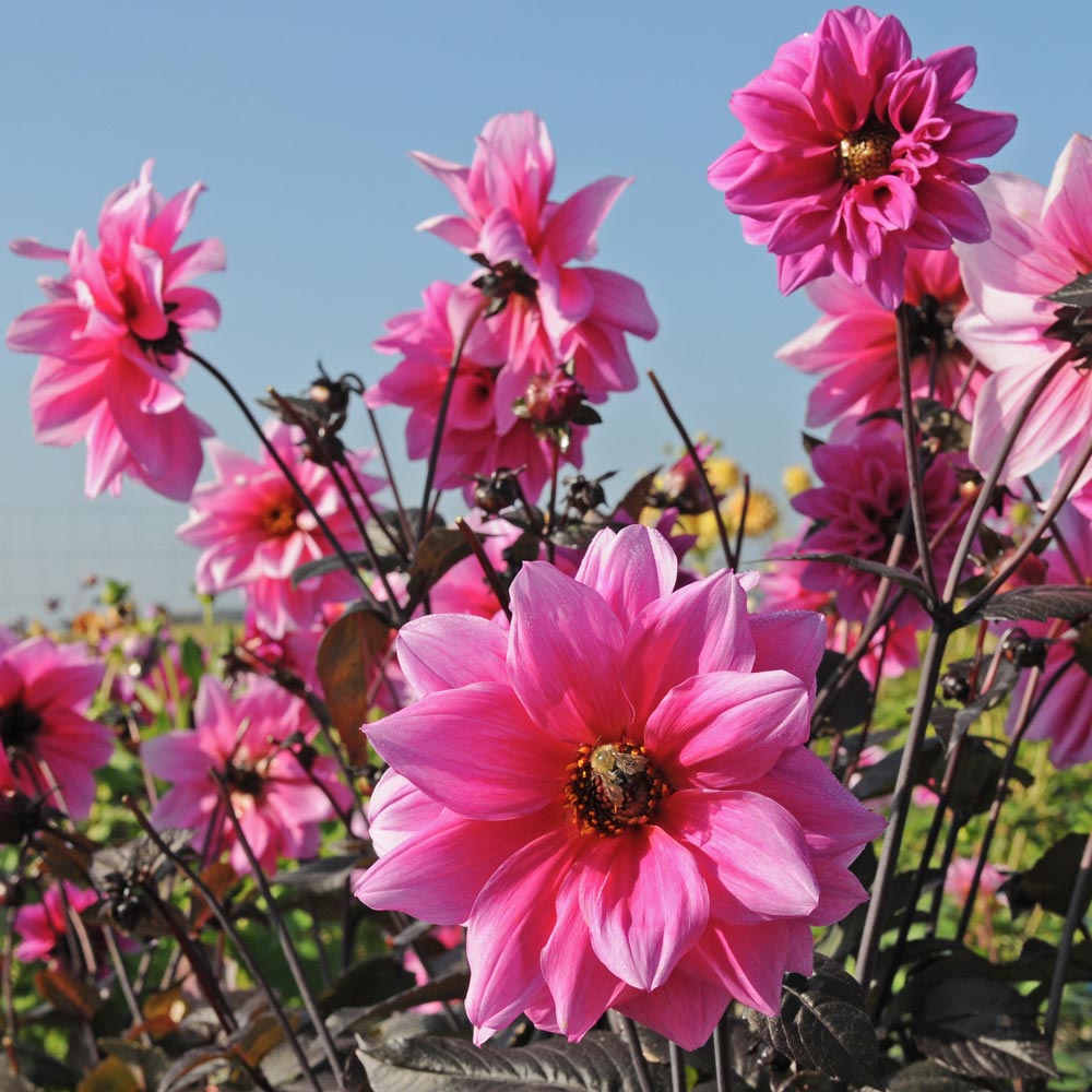 Dahlia 'Fascination'