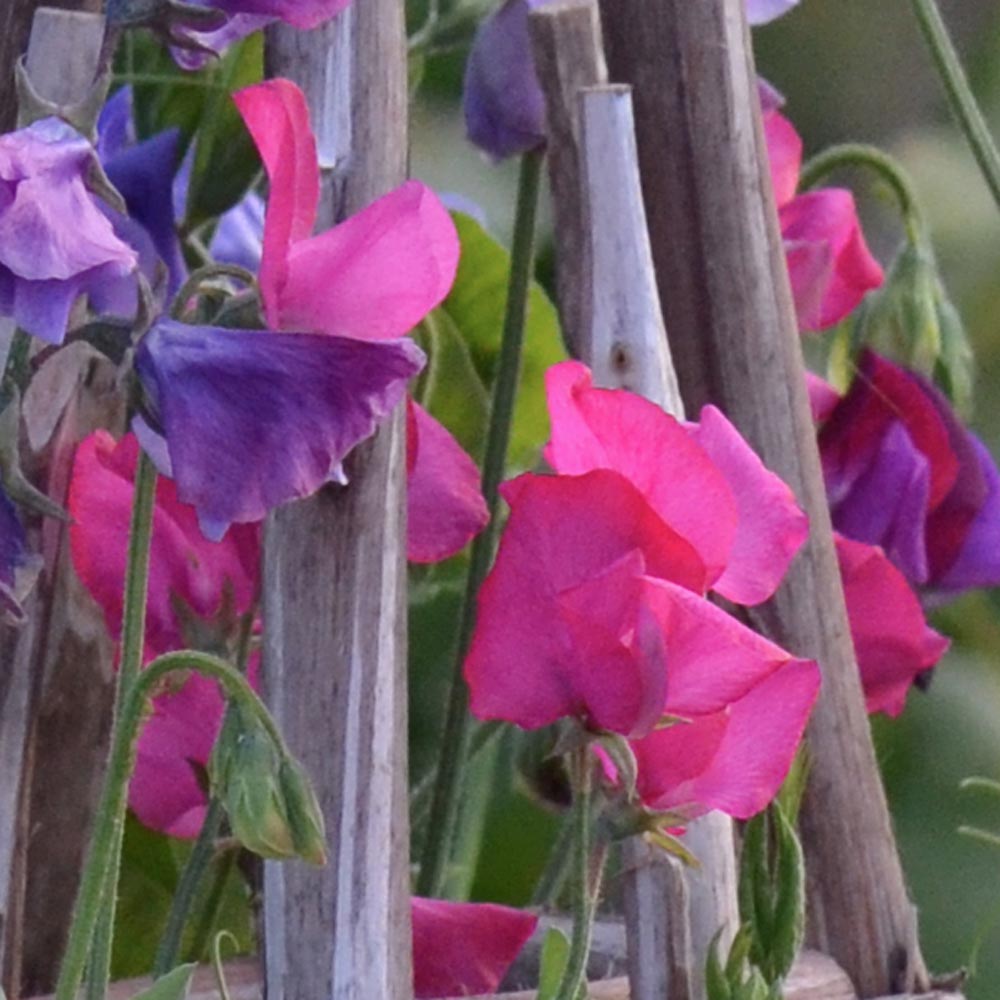 Sweet Pea 'Carlotta' (Lathyrus odoratus)