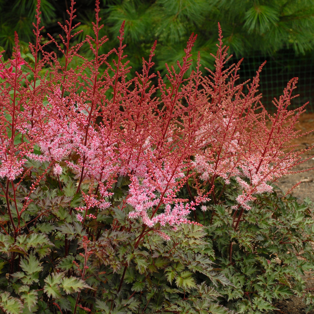 Astilbe 'Delft Lace'