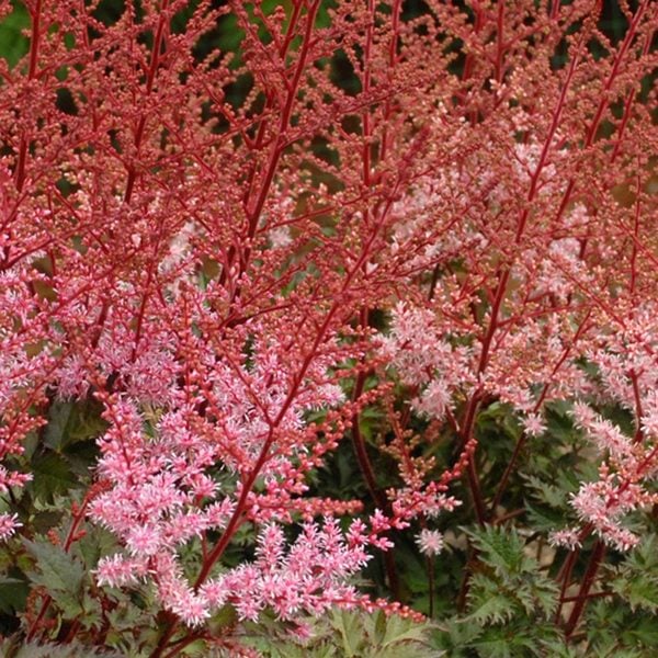 Astilbe 'Delft Lace' White Flower Farm