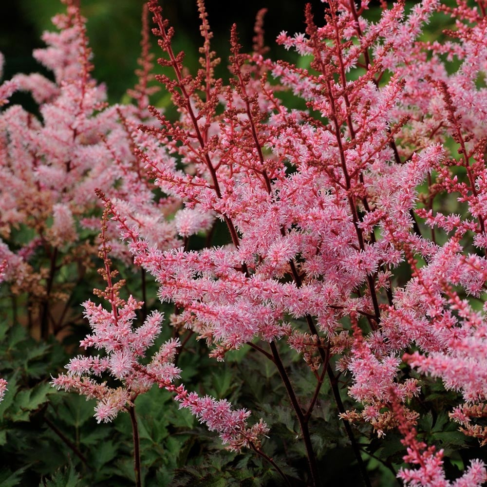 Astilbe 'Delft Lace' White Flower Farm