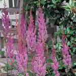  Astilbe chinensis var. taquetii 'Purple Candles'