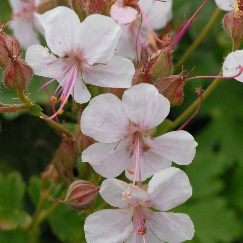 Geranium x cantabrigiense 'Biokovo'