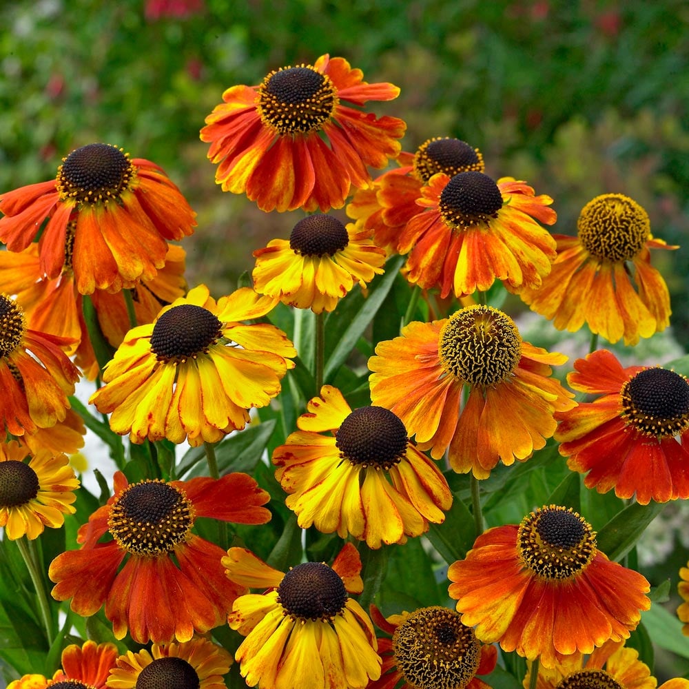 Helenium 'Sahin's Early Flowerer'