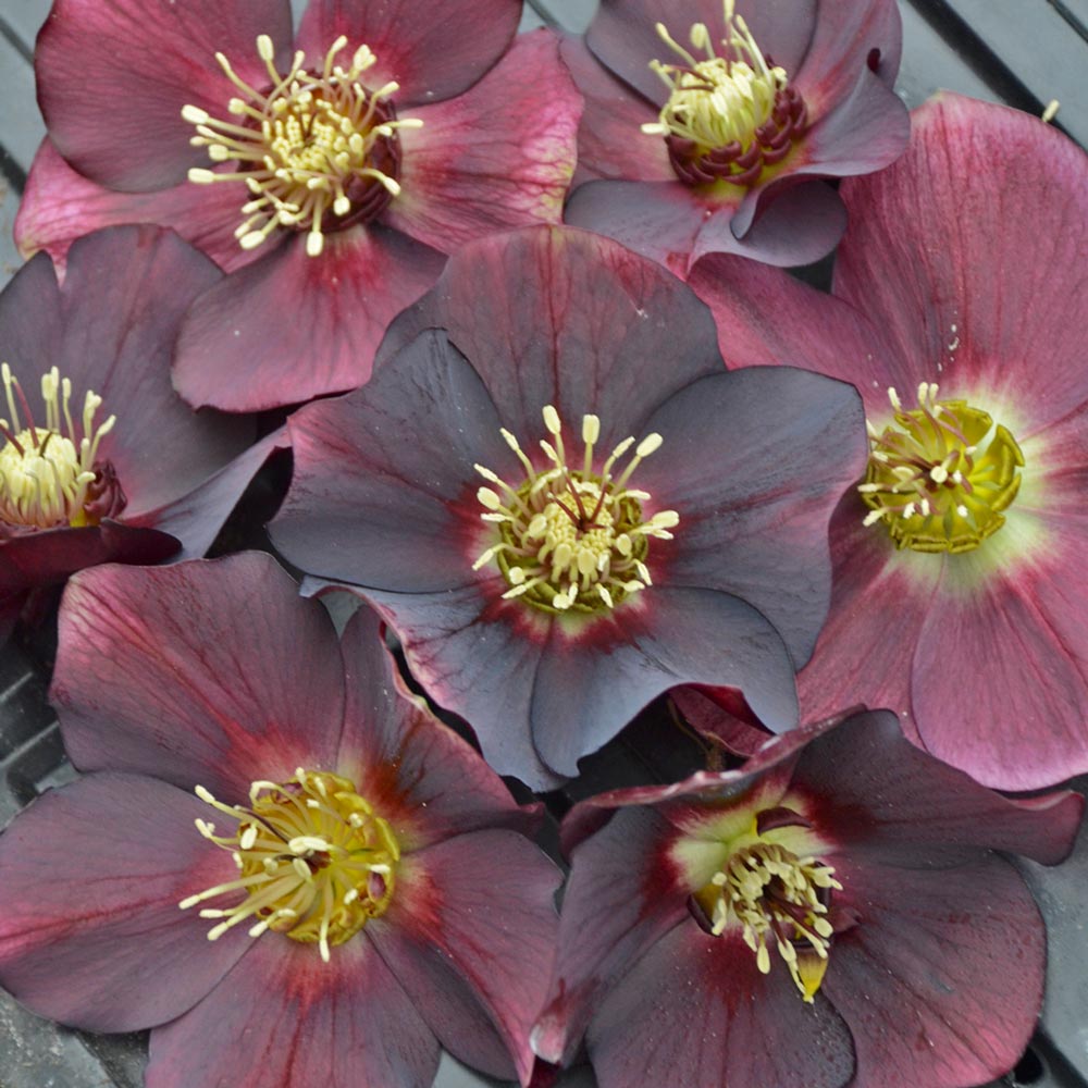 Helleborus Honeymoon® 'Rome in Red'