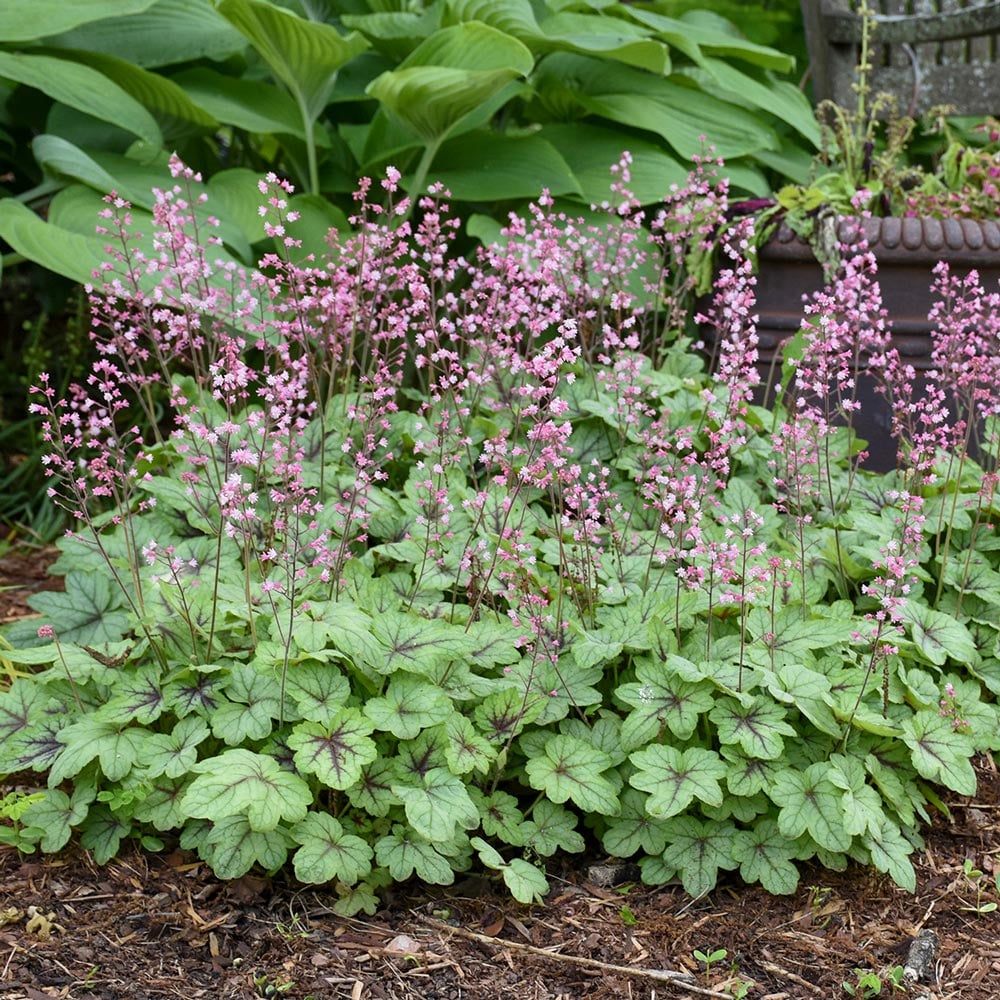 x Heucherella 'Pink Fizz'