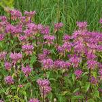  Monarda fistulosa 'Claire Grace'