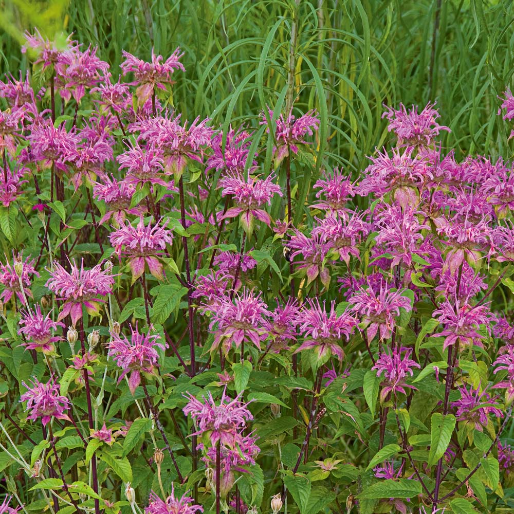 Monarda fistulosa 'Claire Grace'