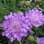  Scabiosa 'Butterfly Blue'