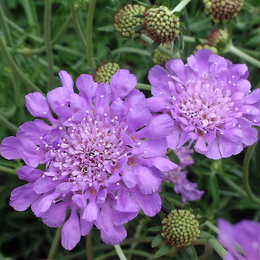 Scabiosa 'Butterfly Blue'