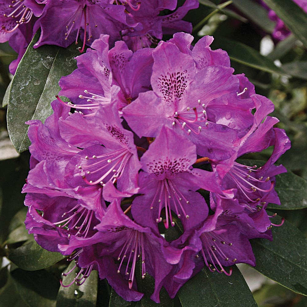 Rhododendron 'Florence Parks'