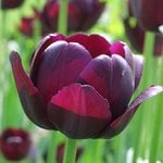Heirloom Tulips