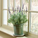  Lavender 'Goodwin Creek Grey' in glazed pot